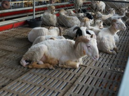 如何控制膨潤土在飼料中的用量